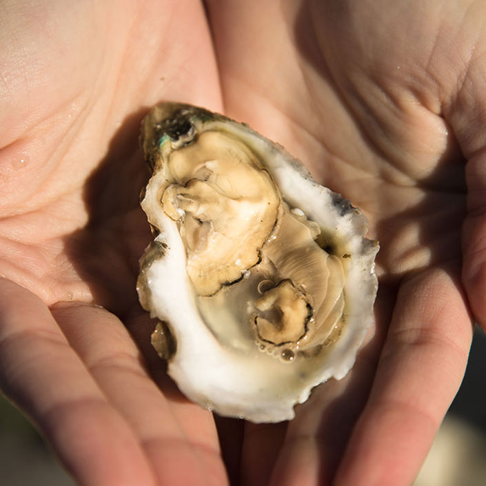 Eastern Shore raw oyster